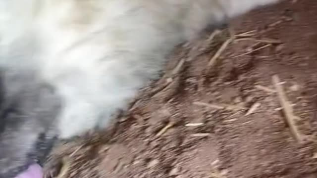 Is the Wolf playing pettish?