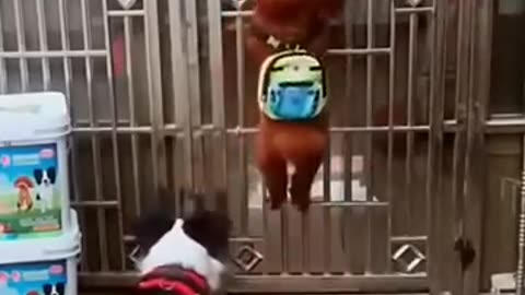 funny animal
