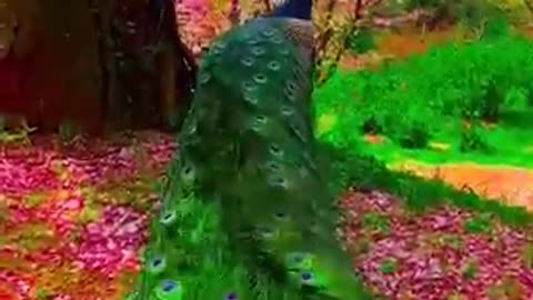 Beauty of peacocks