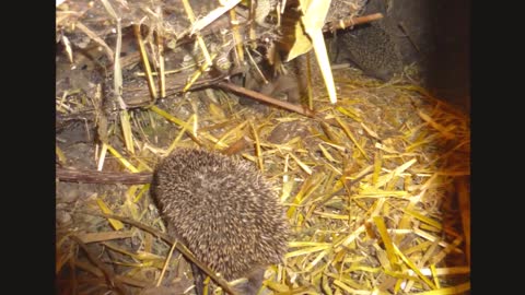 Igelbabys, kleine Igel