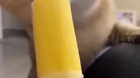 Cute Cat Animal Video Shorts