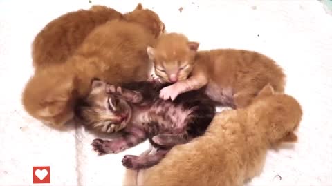 Baby Kittens Kneading Mommy Cat - Baby Kittens Growing Up Day 1