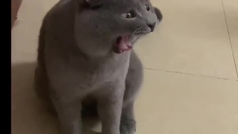 Is the cat sleepy