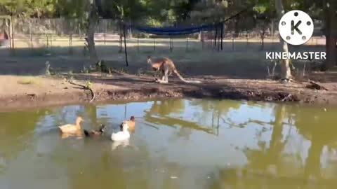 Full training of animals is being given a known animal of the world I