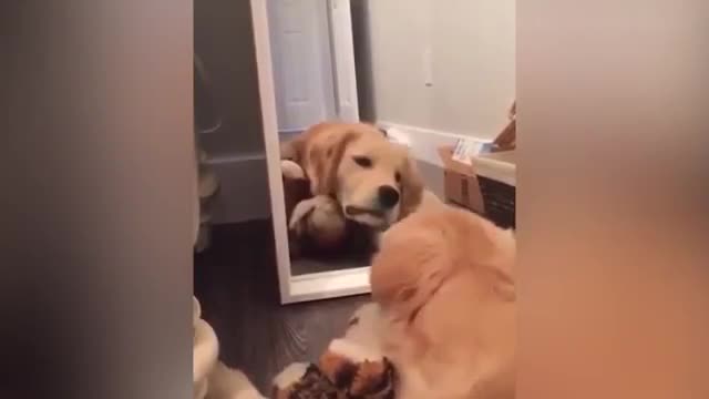 The pranks of puppies
