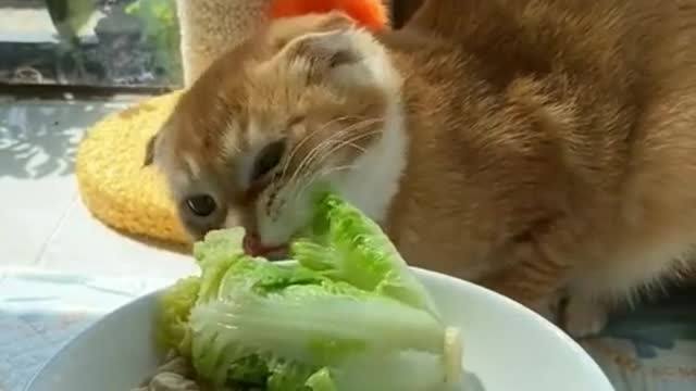 #cat #cats #pet #pets #foryou #fyp