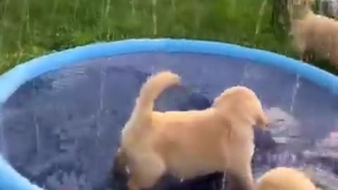 very cute puppies playing with water