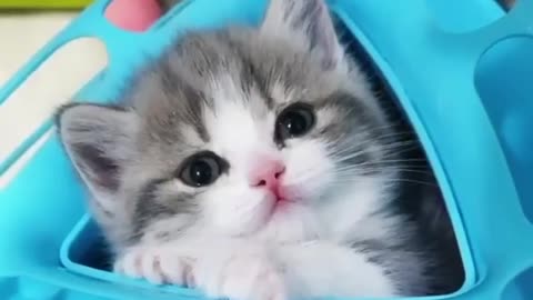 Funny cat