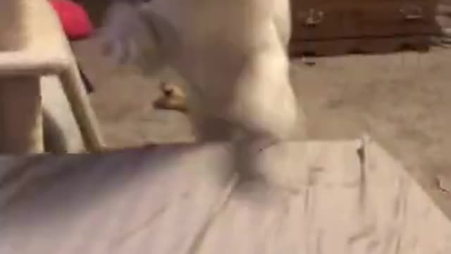 Psycho Mode Activated Dancing Dog