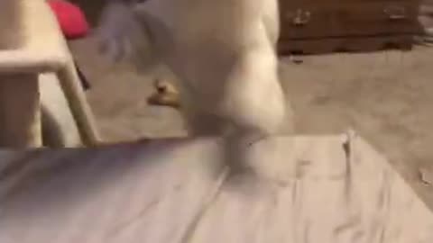 Psycho Mode Activated Dancing Dog