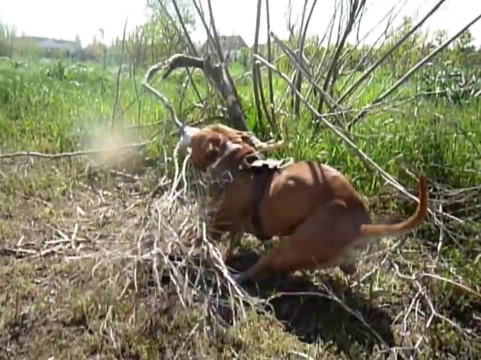 DANGERUS AMERICAN STAFORD TRAINING