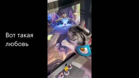 funny cats, jokes with cats, pets