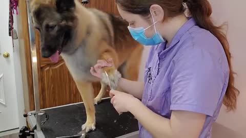 German Shepherd Mix Gives Me A Bath