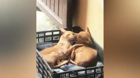 Funniest Animals 2023 😂 New Funny Cats and cats Videos 😻🐶
