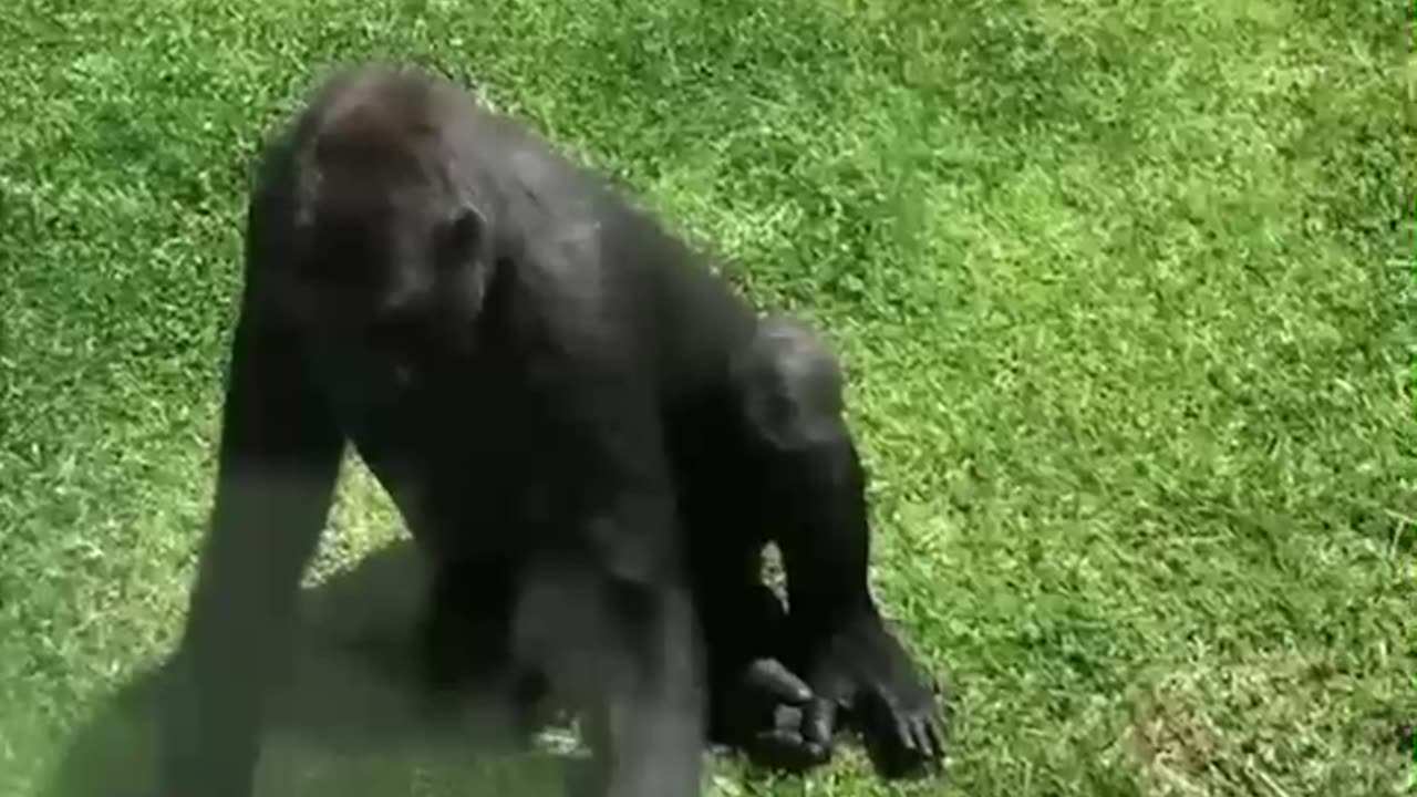 Adorable animal videos