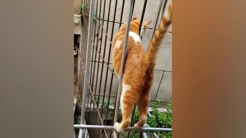 The most funny animals play with dogs and cats 2021 No #91