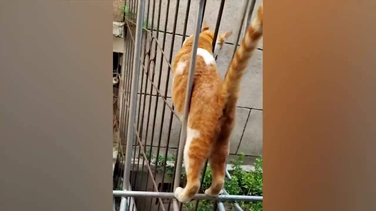 The most funny animals play with dogs and cats 2021 No #91