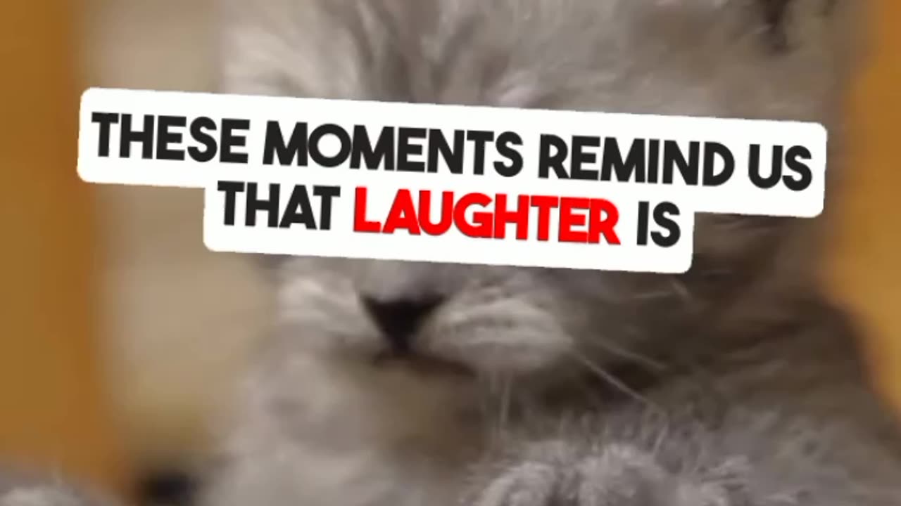 "Hilarious Animal Antics: Try Not to Laugh Challenge!"