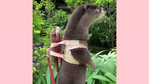 Самые милые животные