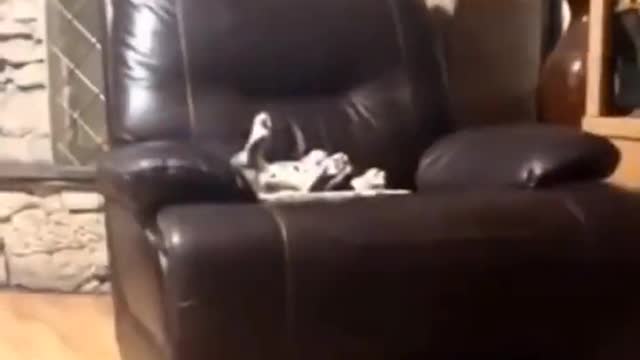 Cat vs Dog for the couch