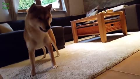 Dogs And Cat Playing With Balloon.