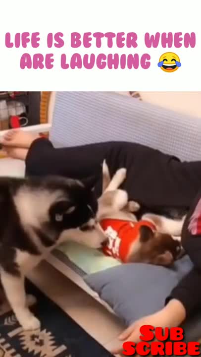 Funny cat and dog videos