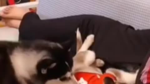 Funny cat and dog videos