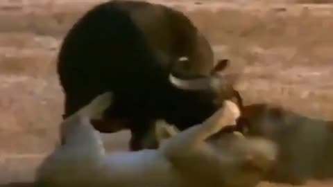 "Intense Wildlife Encounter: Wounded Lion vs. Wild Buffalo"
