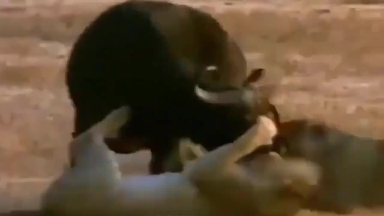 "Intense Wildlife Encounter: Wounded Lion vs. Wild Buffalo"