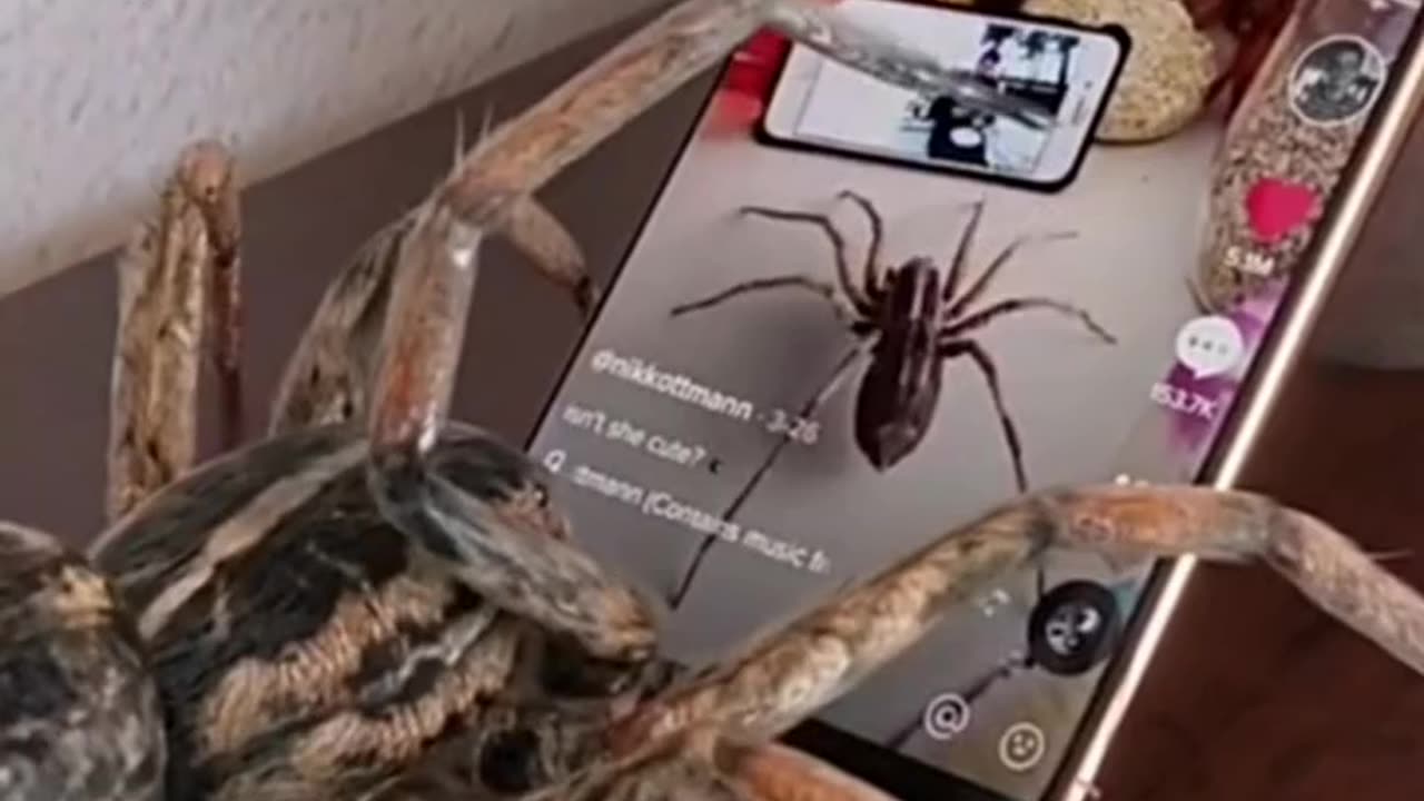 That's amazing the spider 🕷️🕸️touch the mobile 📱 and scrolling down and watch the videos 🤣 🤣🤣