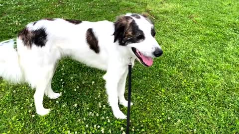 how to calm down dogs that bite