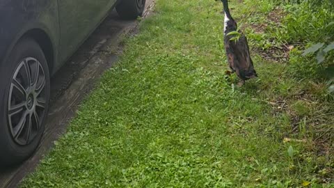 Duck Loves Doing Laps of Parked Car