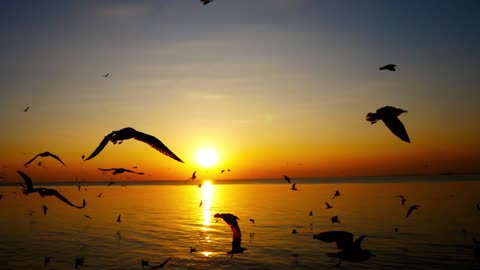 A Beautiful Evening Sunset with Birds🕊 | Nature's Beauty | Nature's glimpse | Relaxing Nature 🦅