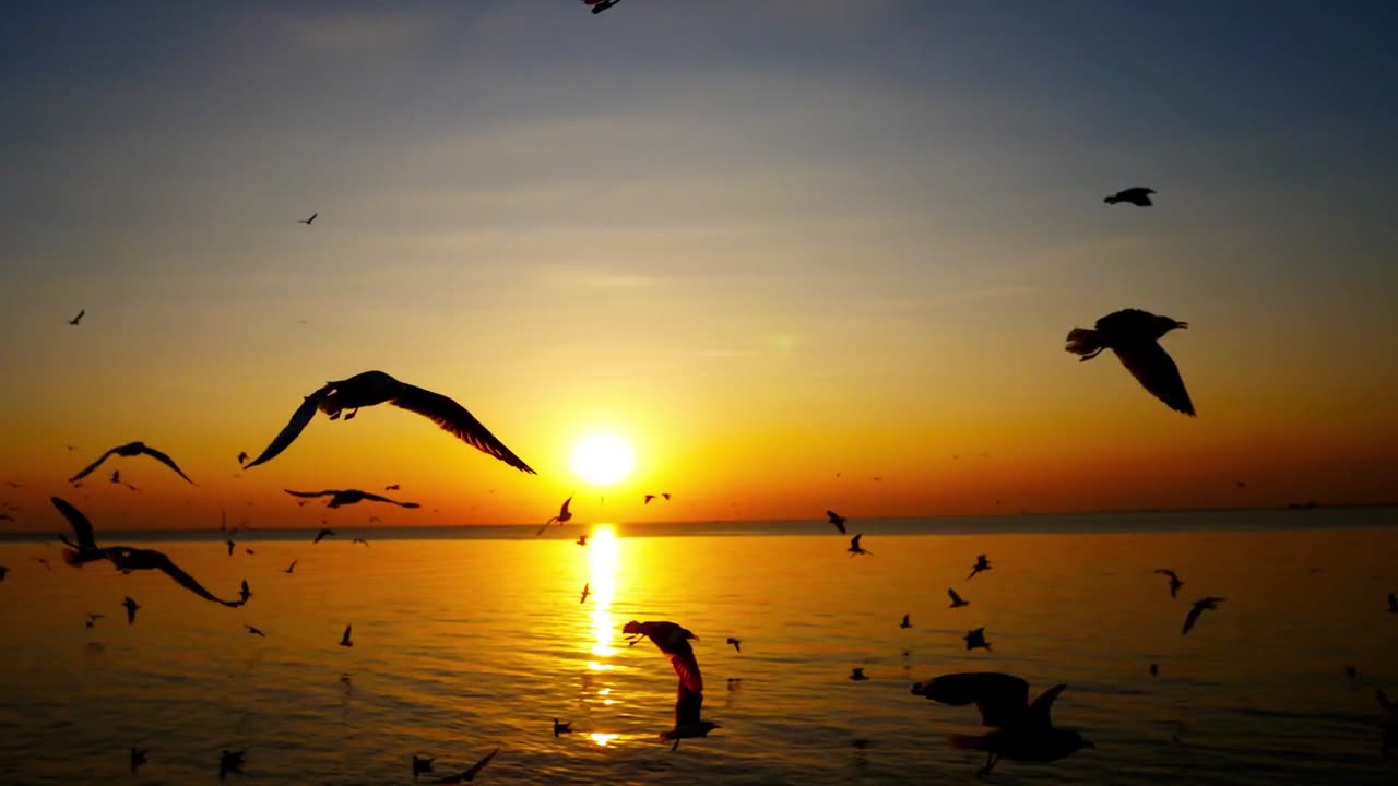 A Beautiful Evening Sunset with Birds🕊 | Nature's Beauty | Nature's glimpse | Relaxing Nature 🦅