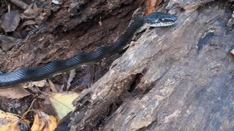 Eastern rat snake.