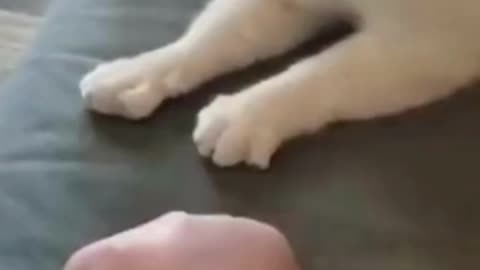 Incredible Cat Tricks You Won't Believe