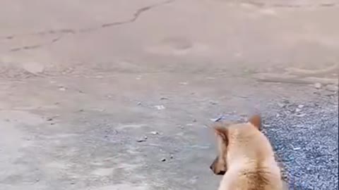 dog and funny man and hen very funny