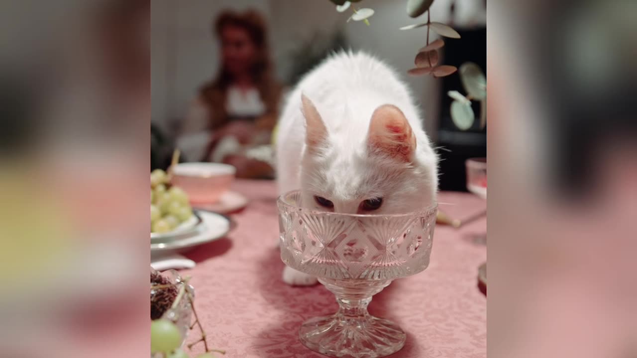 How cat drink Alcohol || Alcoholic Cat