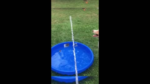 Hilarious Cats & Dogs: Funniest Animal Videos of 2024! 😂