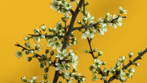 [4K] Time-Lapse: Flower Blooming |