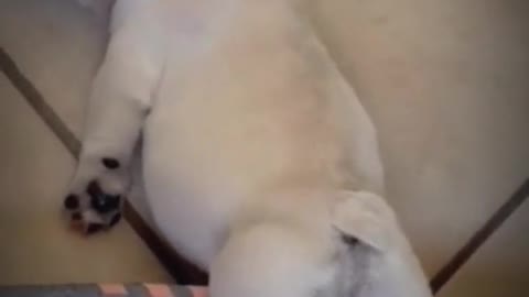 the puppy is tired/sleeping and snoring