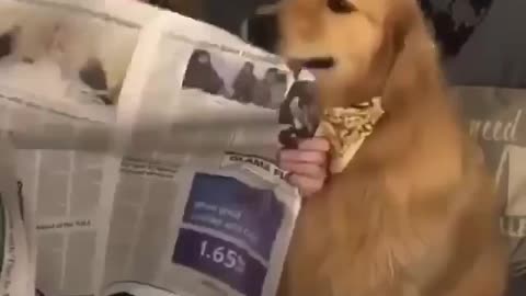 The Dog Tears The News Paper . Dog Funny Video . Dog Engry Moment