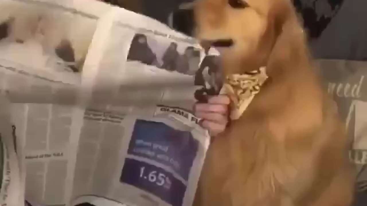 The Dog Tears The News Paper . Dog Funny Video . Dog Engry Moment