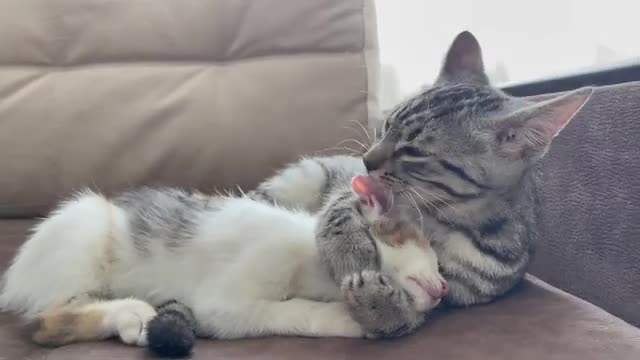 Funniest video of what Kittens friendship looks like [Try not to laugh]