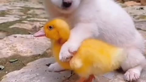Cute baby animals Videos Compilation cute moment of the animals - Cutest Animals On Earth