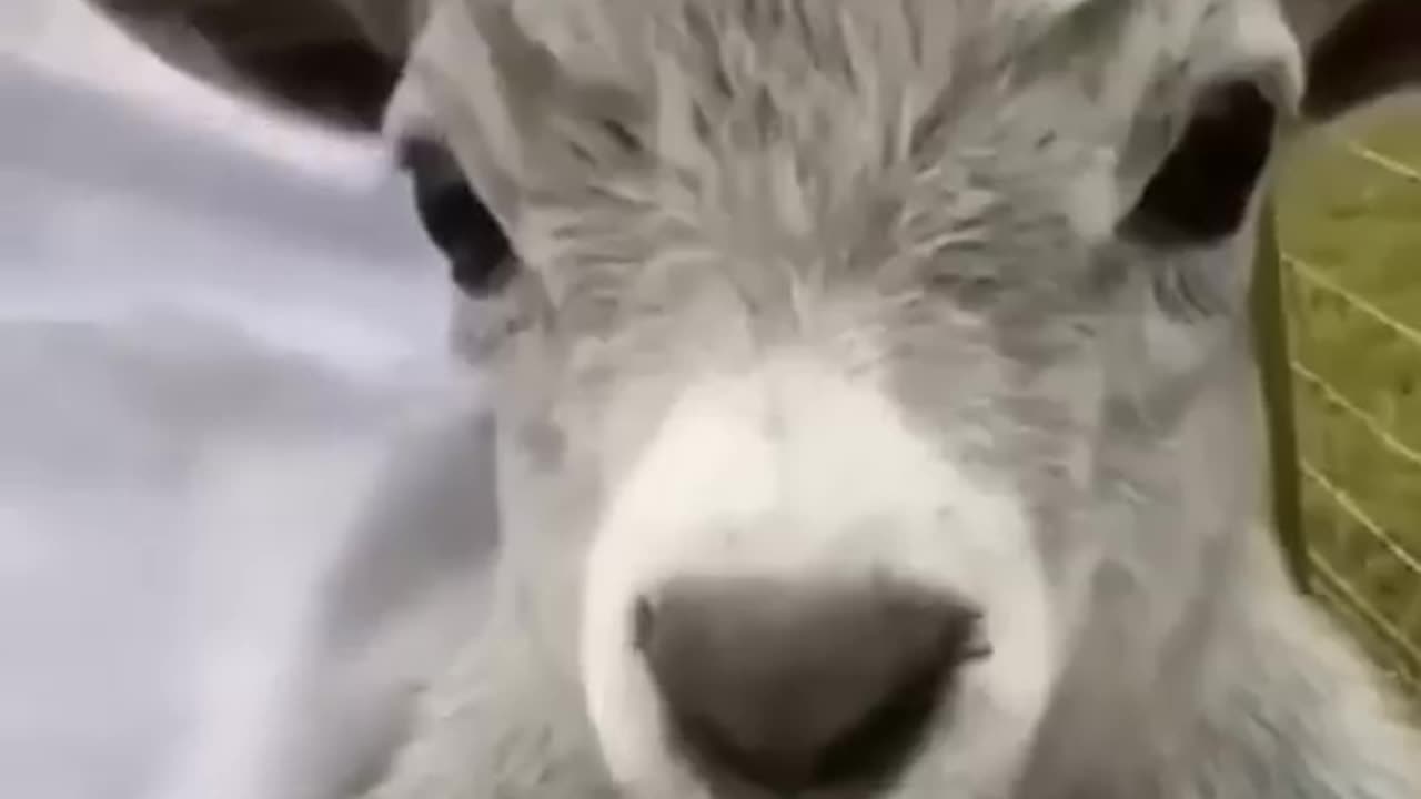 Animal funny video || funny moments || cats, dogs, panda