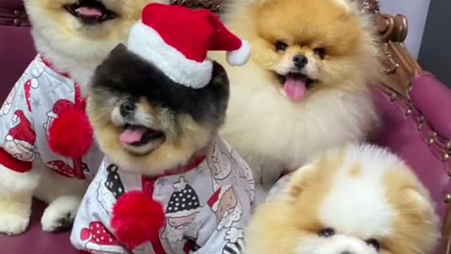 #funny #funnyvideos #foryou #fyp #foryoupage #funnyanimals #dog