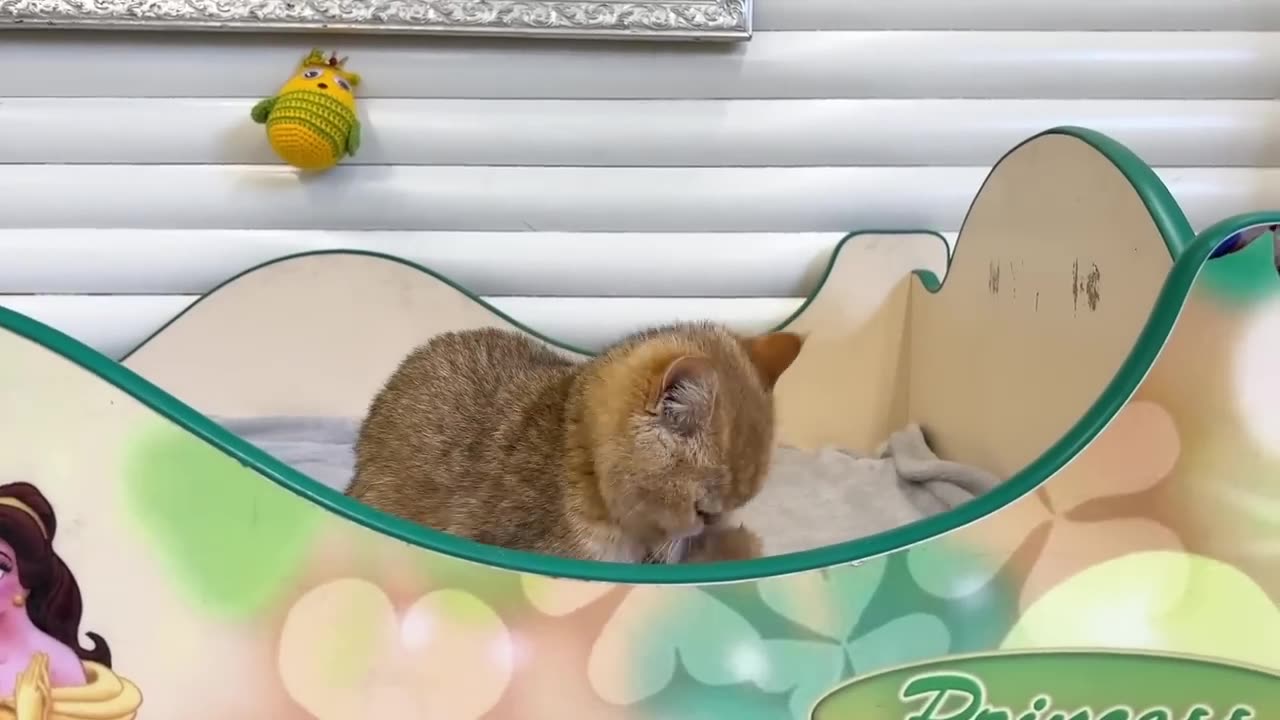 Cat Has Fun While Playing With Windshield Wipers