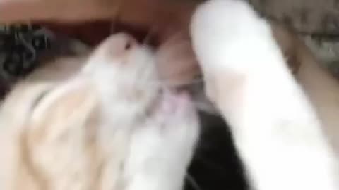 Cat drinking milk in the finger. (Follow me)