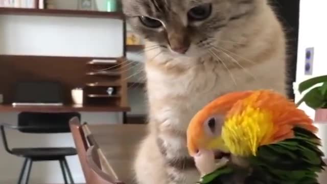 Baby Animals Funny Parrots and Cute Birds Compilation (2021) Loros Adorables Recopilación #1_p3
